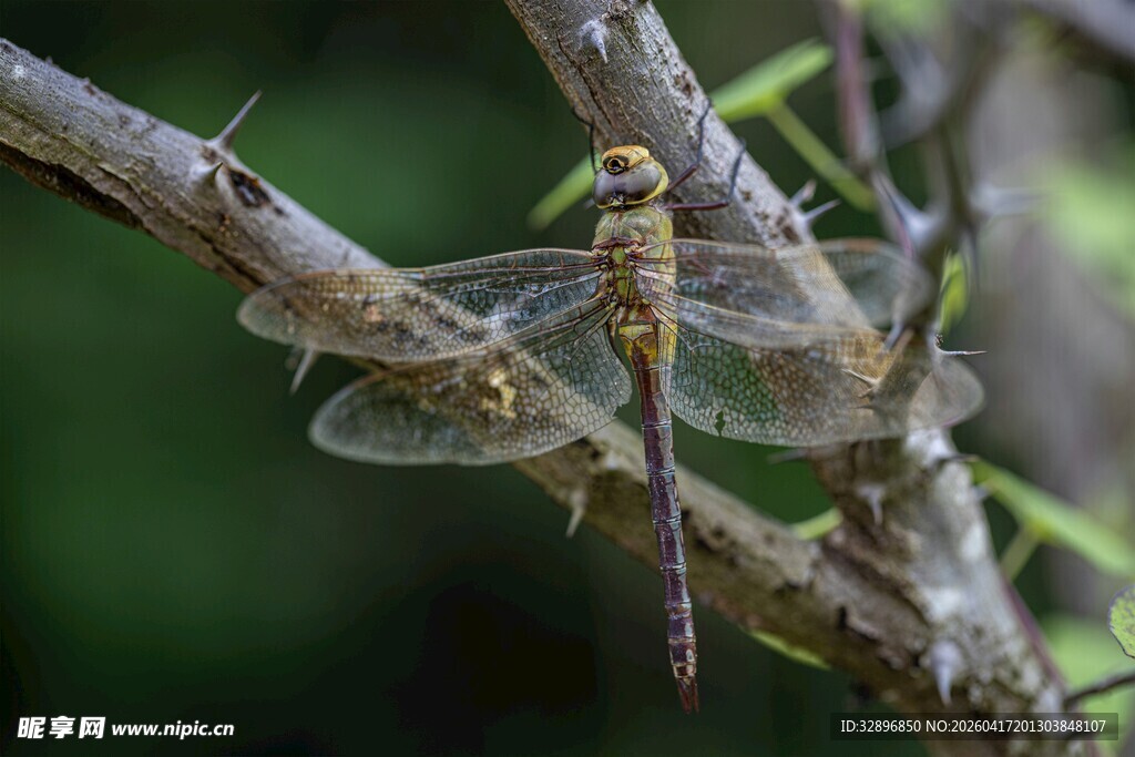 树枝上停歇的美丽蜻蜓