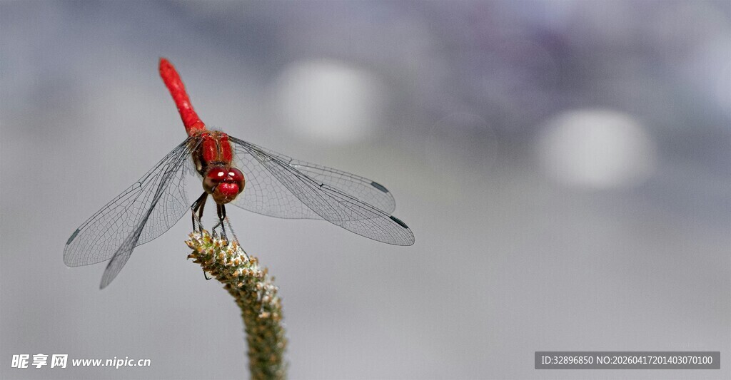 红蜻蜓停于草尖