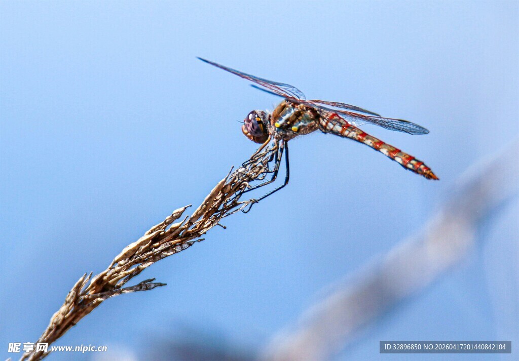 蓝天下停驻的美丽蜻蜓