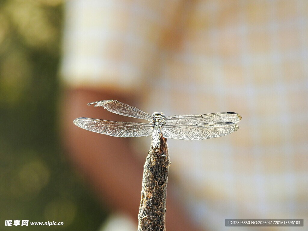 停在枝头的透明翅膀蜻蜓