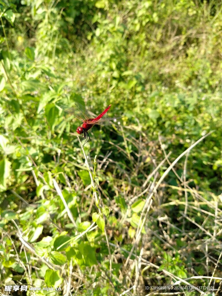 草丛中的一抹红