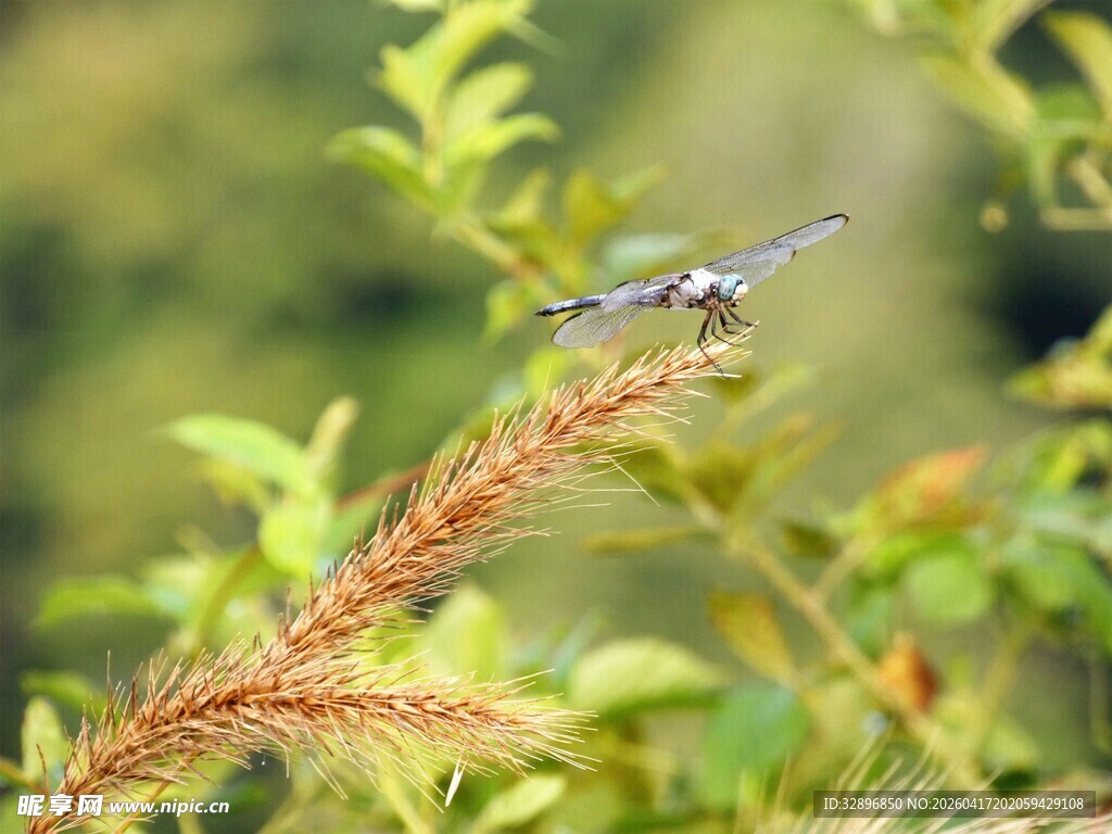 枝头停驻的蓝蜻蜓