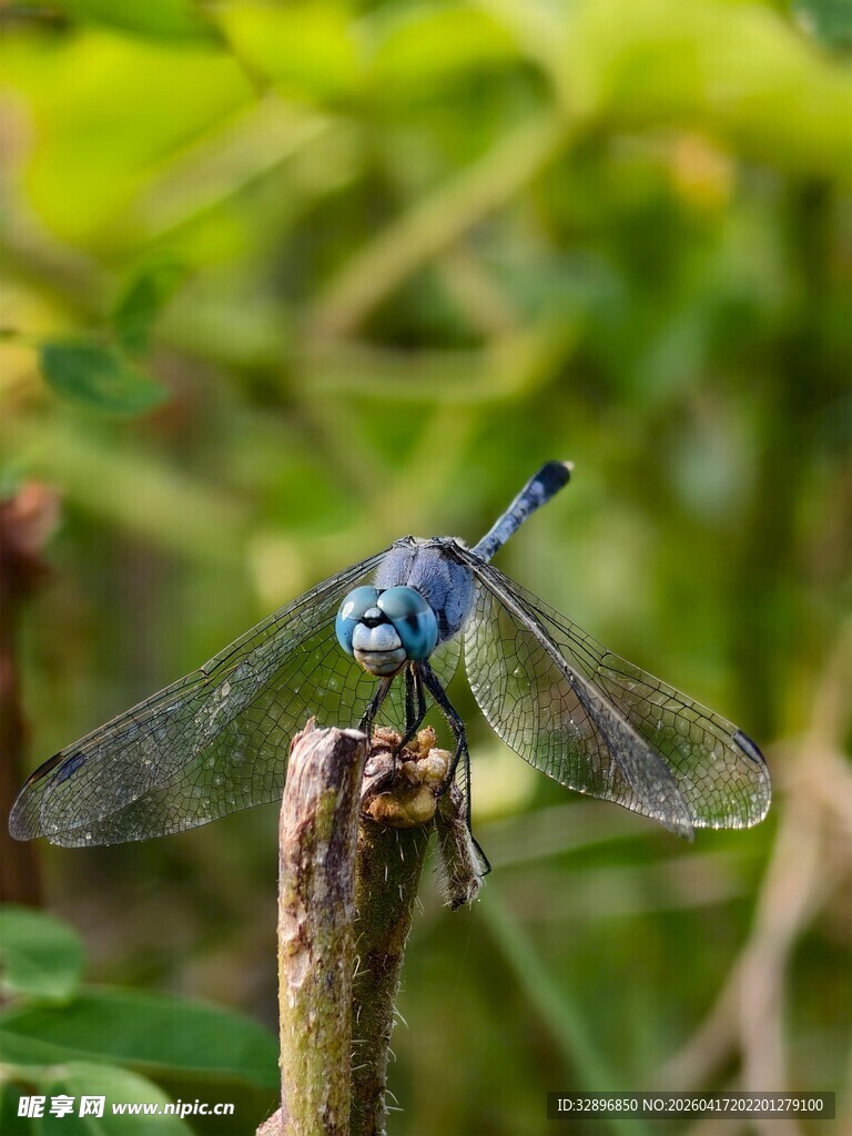 蓝蜻蜓栖息于枝头
