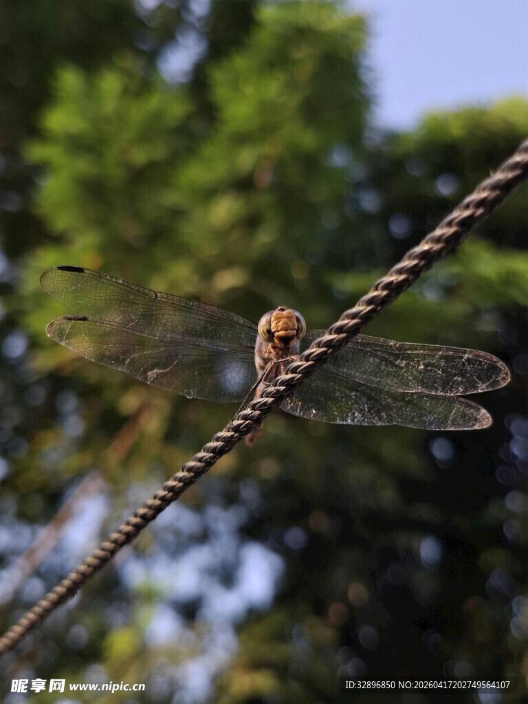 停在铁丝上的美丽蜻蜓