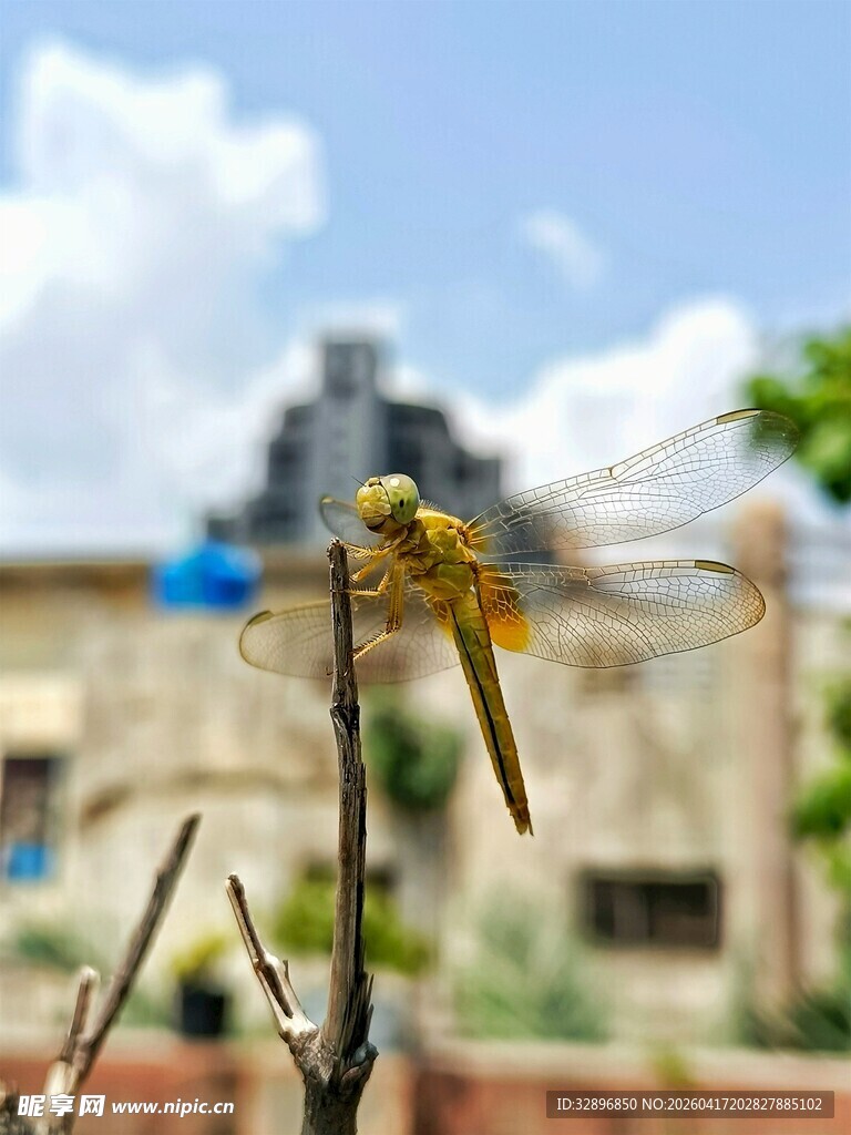 枝头停驻的靓丽小黄蜻蜓