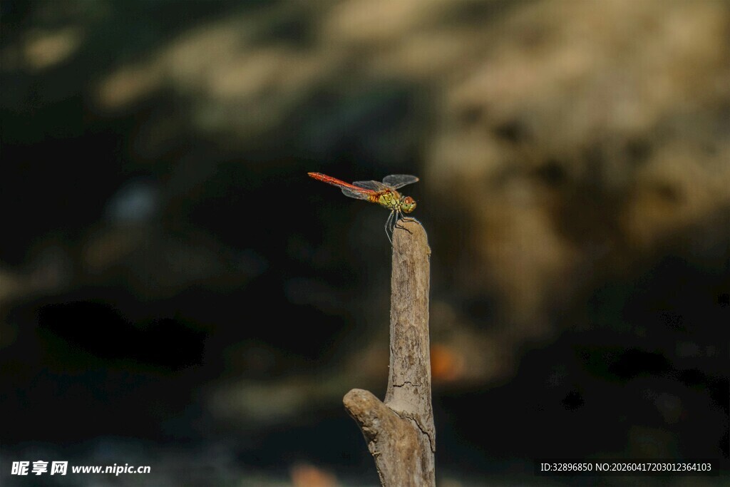 枝头小鸟