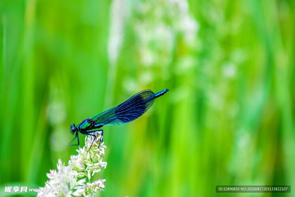 绿蜻蜓停于白花之上
