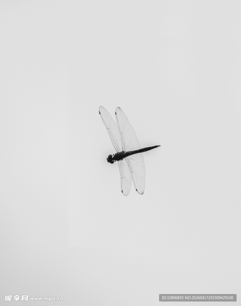 空中飞舞的黑翅蜻蜓