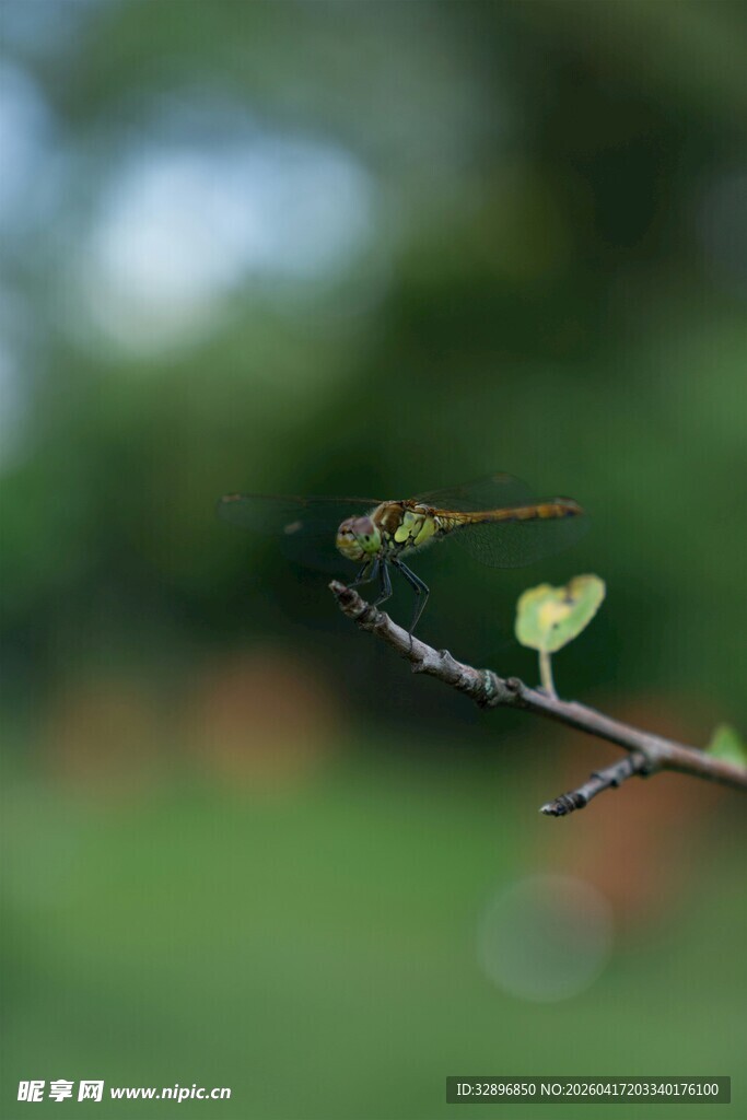 枝头蜻蜓