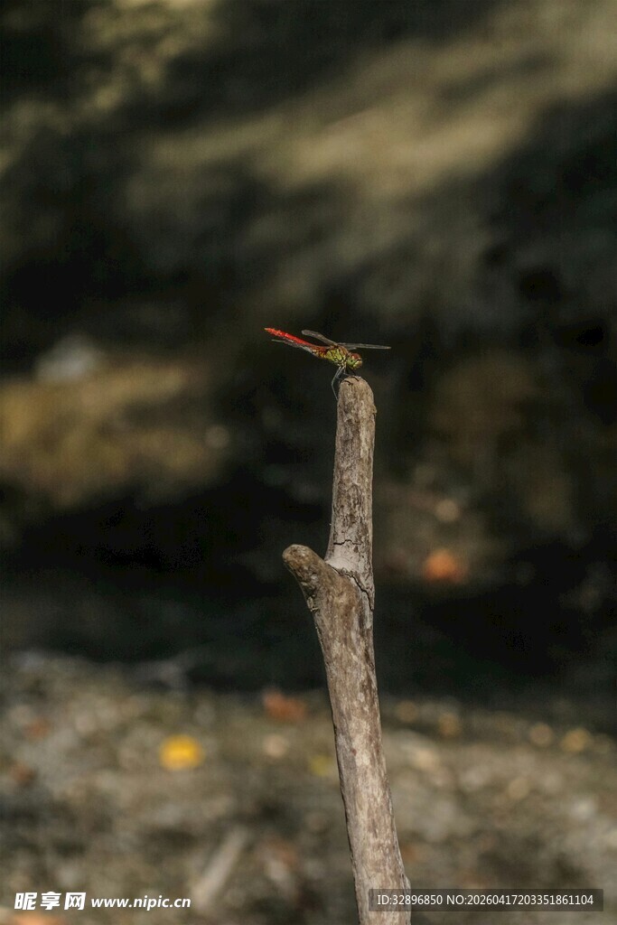 枝头小鸟自然静谧瞬间