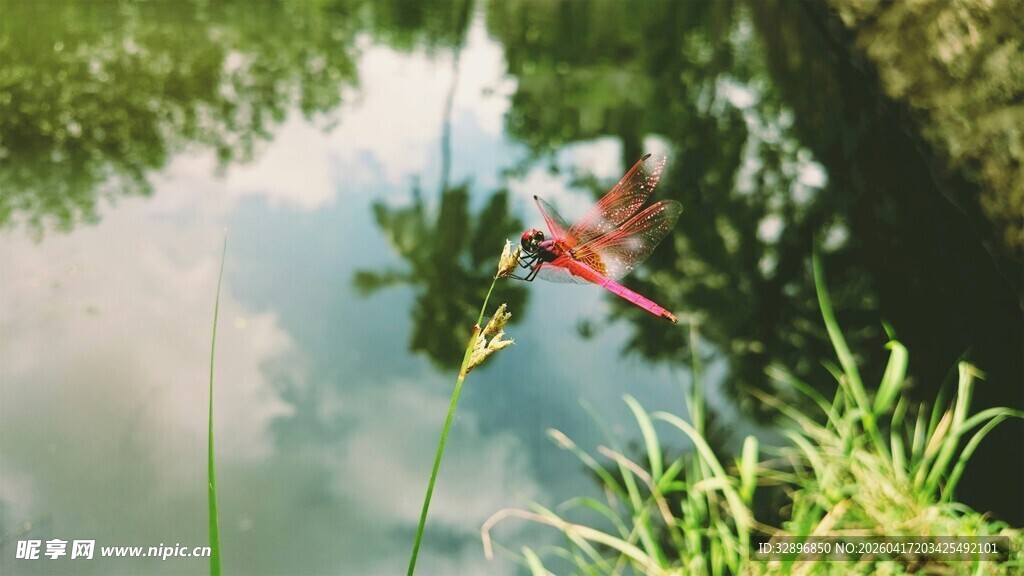 池塘边的红蜻蜓