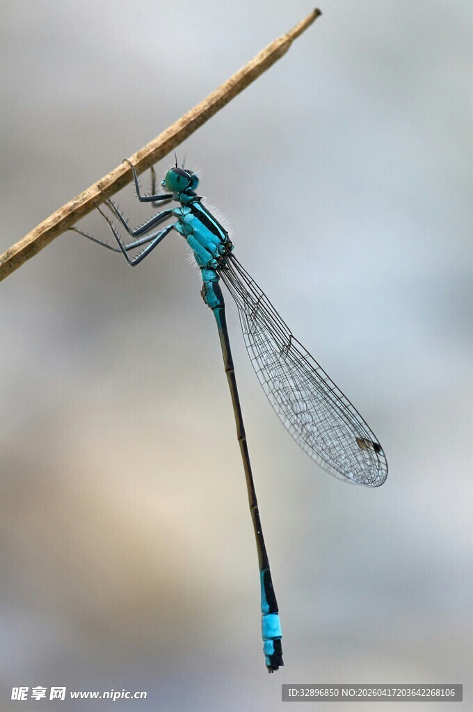 蓝色豆娘栖息于细枝上