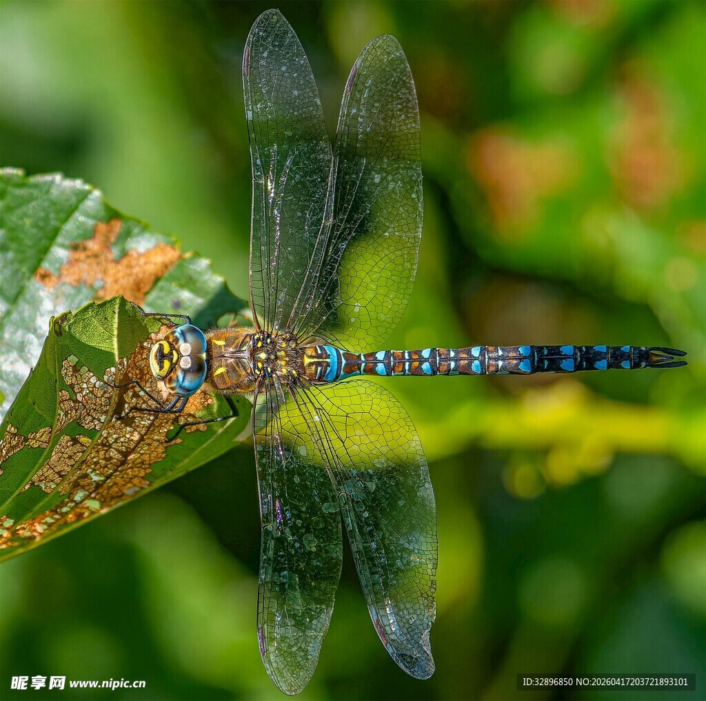 停在绿叶上的多彩蜻蜓