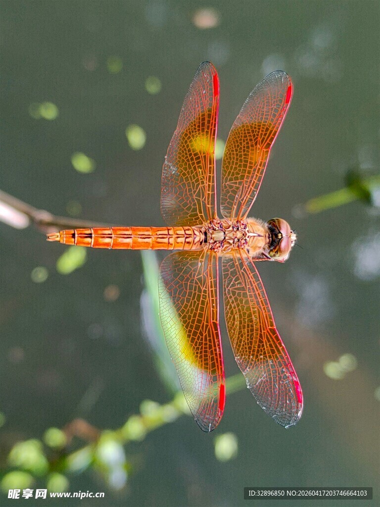 橙红色蜻蜓停驻特写