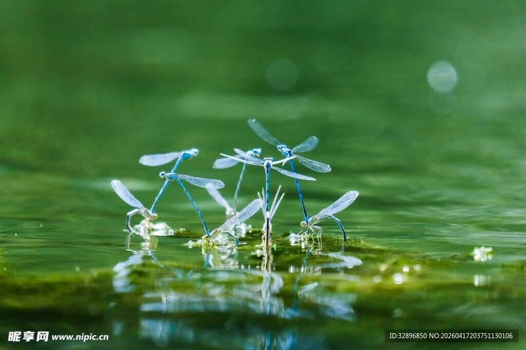 水面上的几只水黾