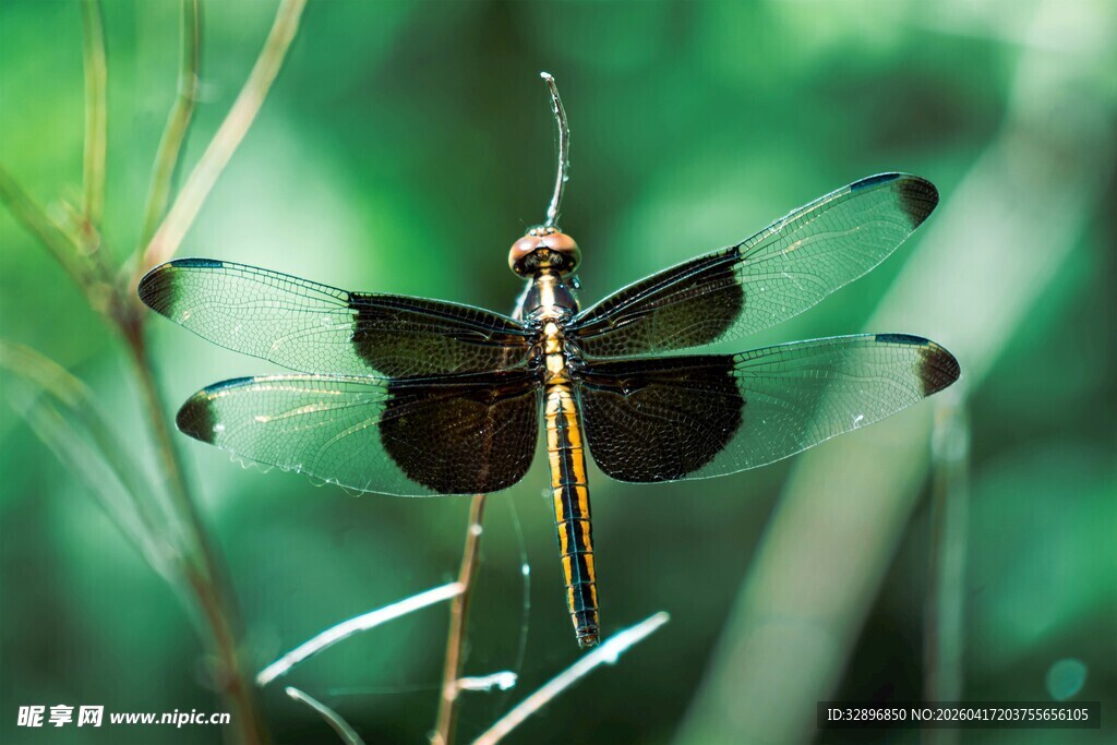 停驻草茎的黑翅蜻蜓