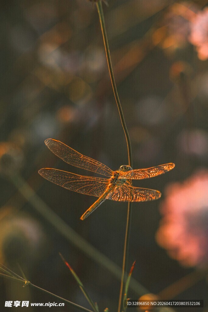 草丛中的橙红色蜻蜓