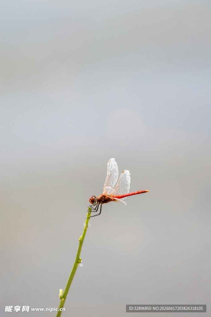 红蜻蜓停于绿枝上