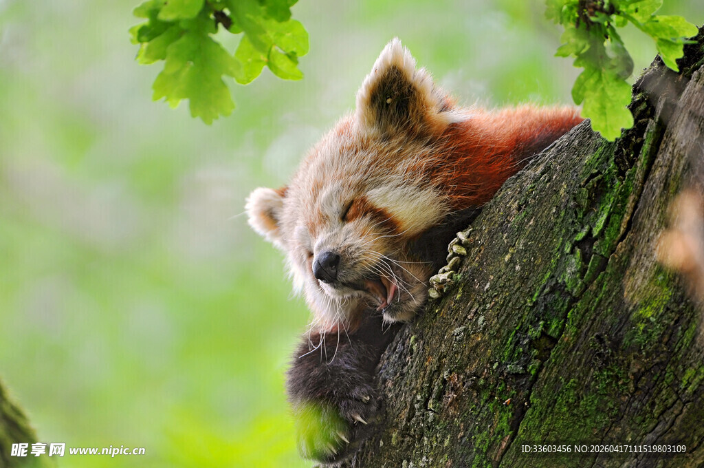 小熊猫惬意趴于树干上