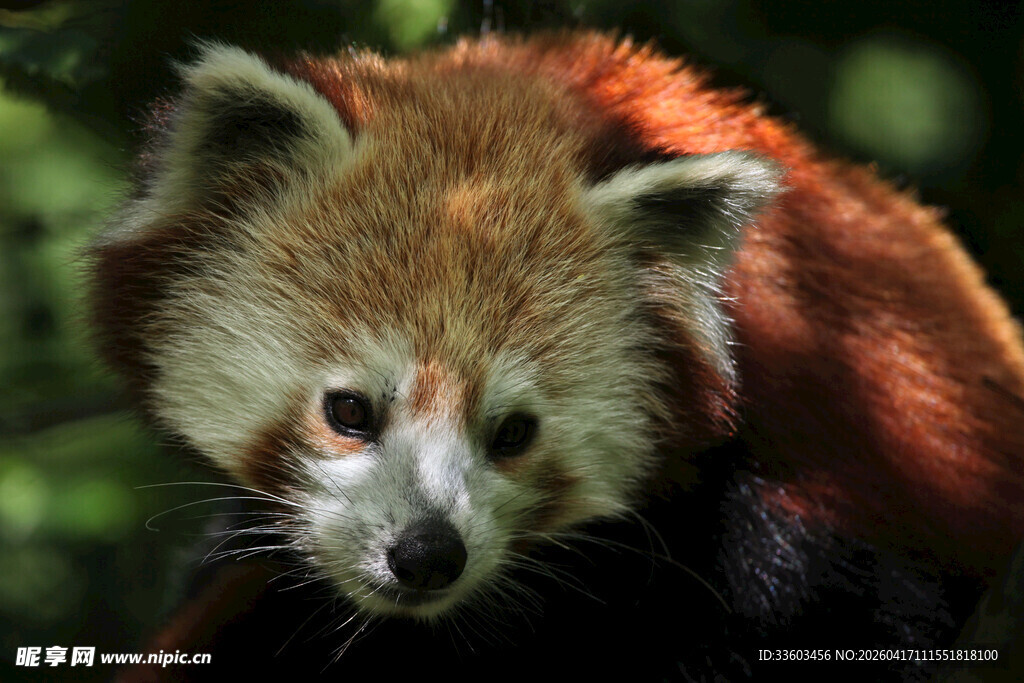 可爱小熊猫特写