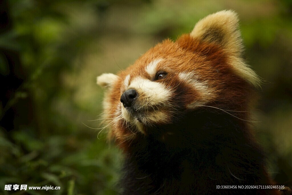 可爱小熊猫抬头望