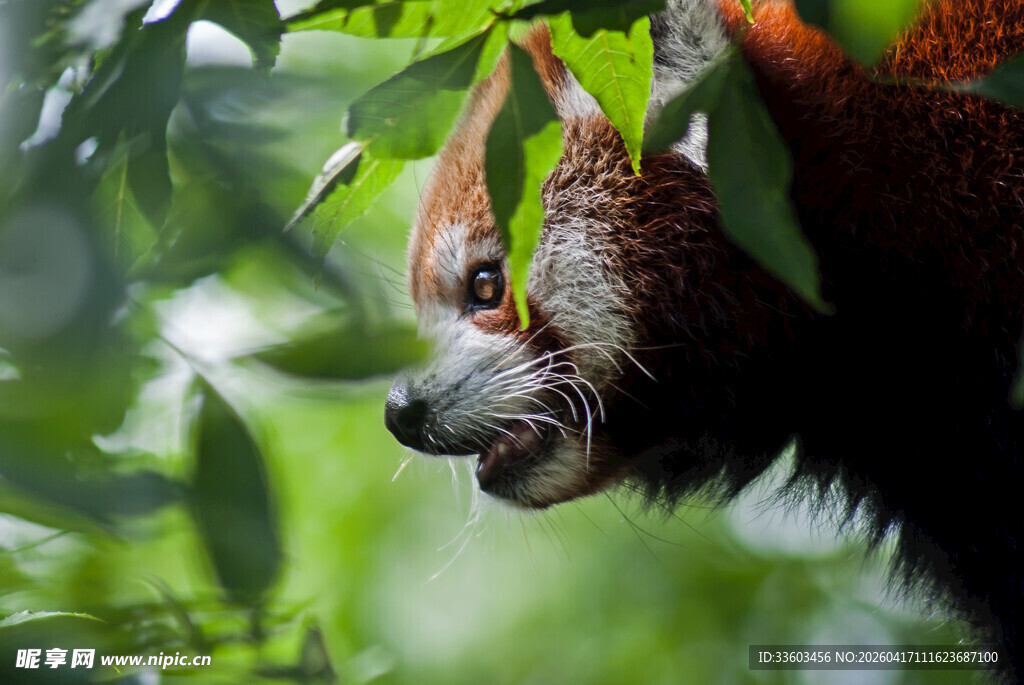 林间小熊猫探头张望