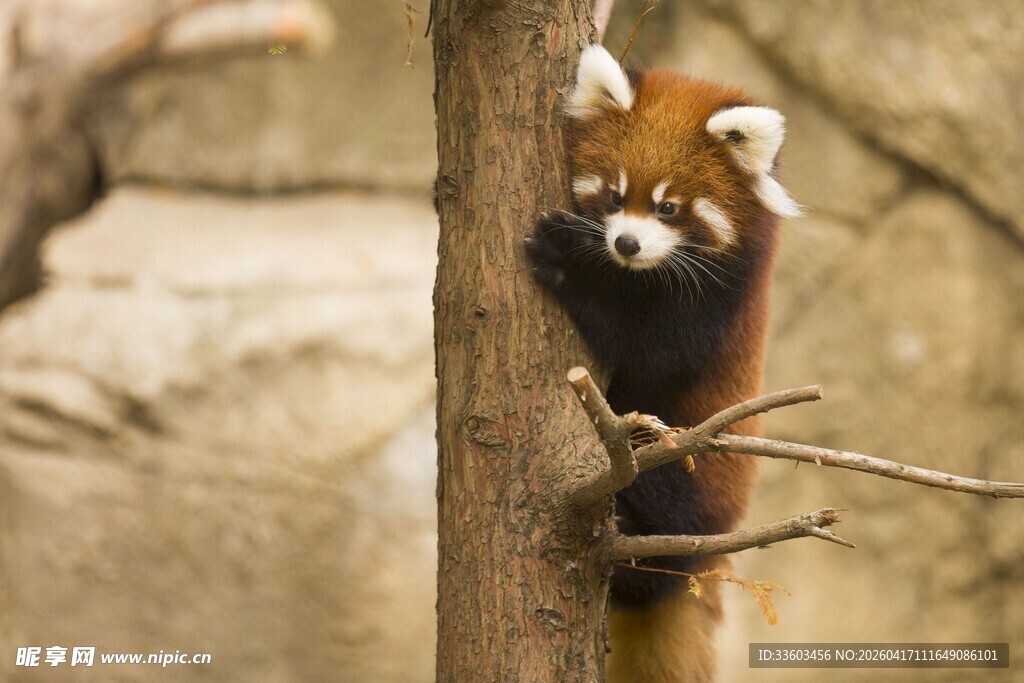 小熊猫攀树好奇张望