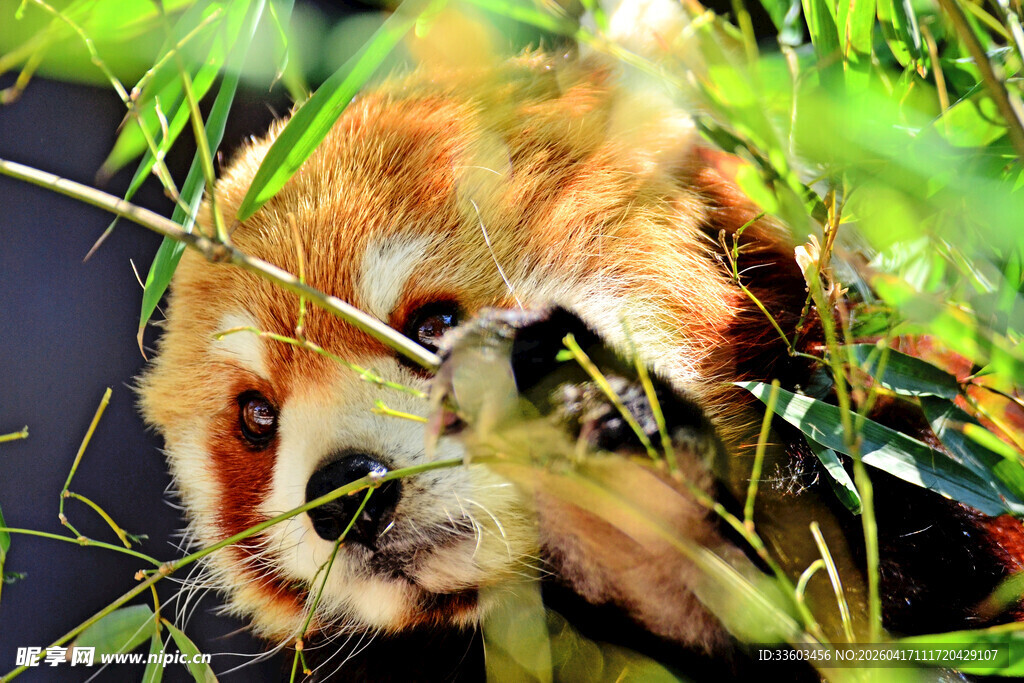 小熊猫啃食鲜嫩竹子