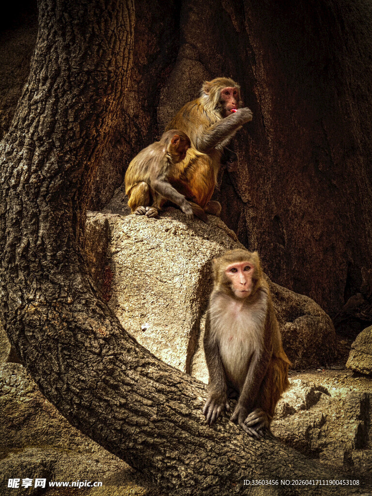 岩石上的两只猴子