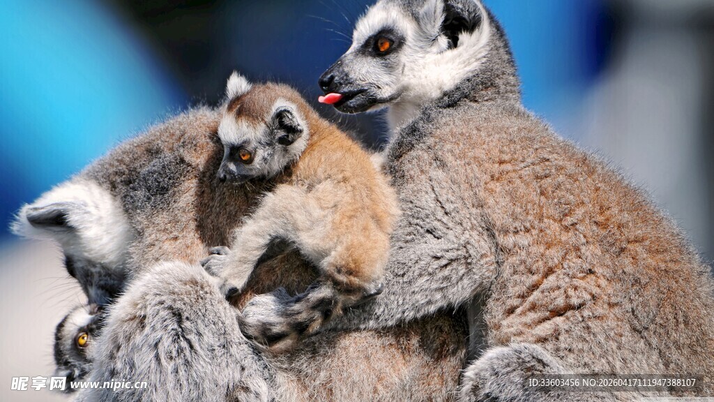 狐猴母子温馨互动瞬间