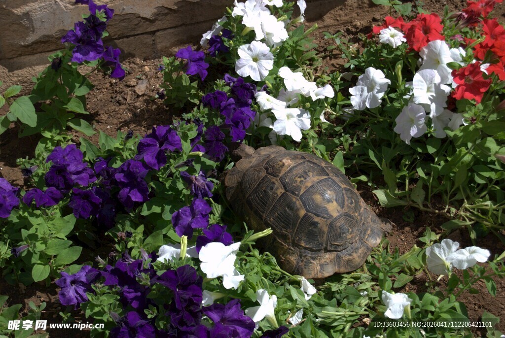 花丛中的乌龟