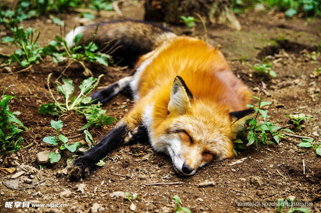 卧于草地的休憩狐狸