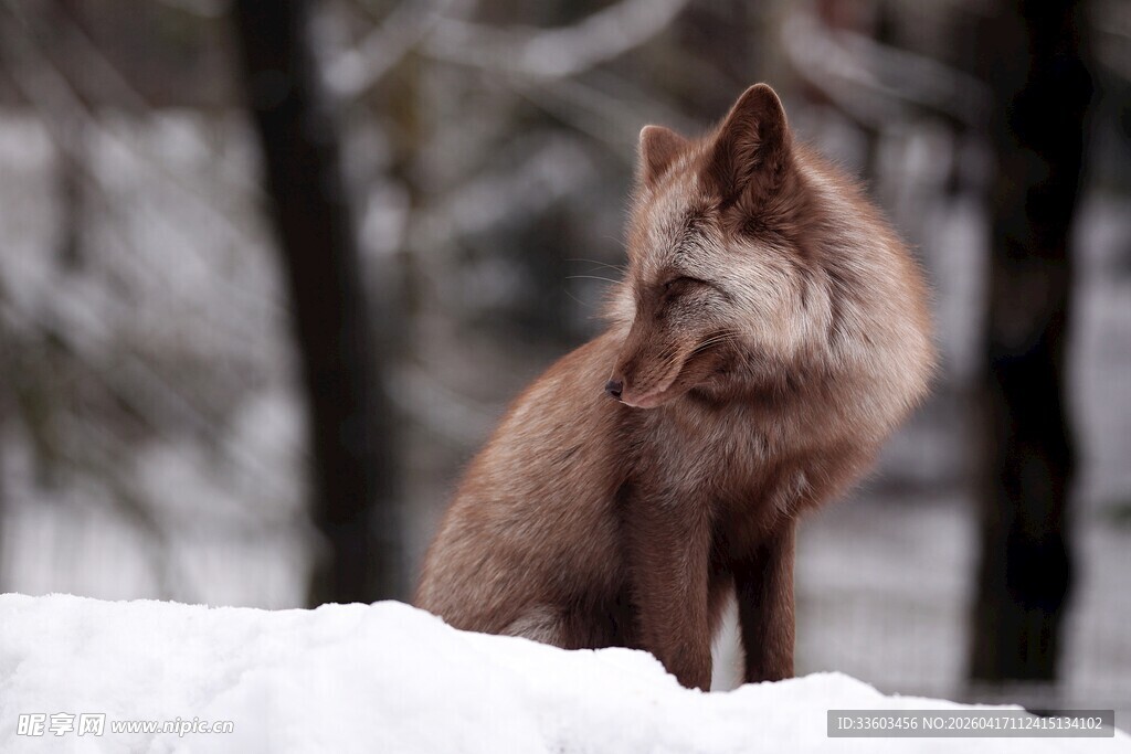 雪地中的棕色狐狸