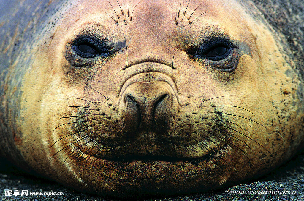 可爱海狮近距离特写