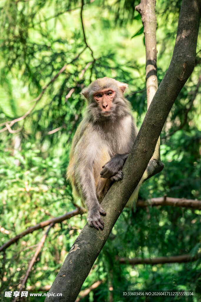 树枝上的猴子