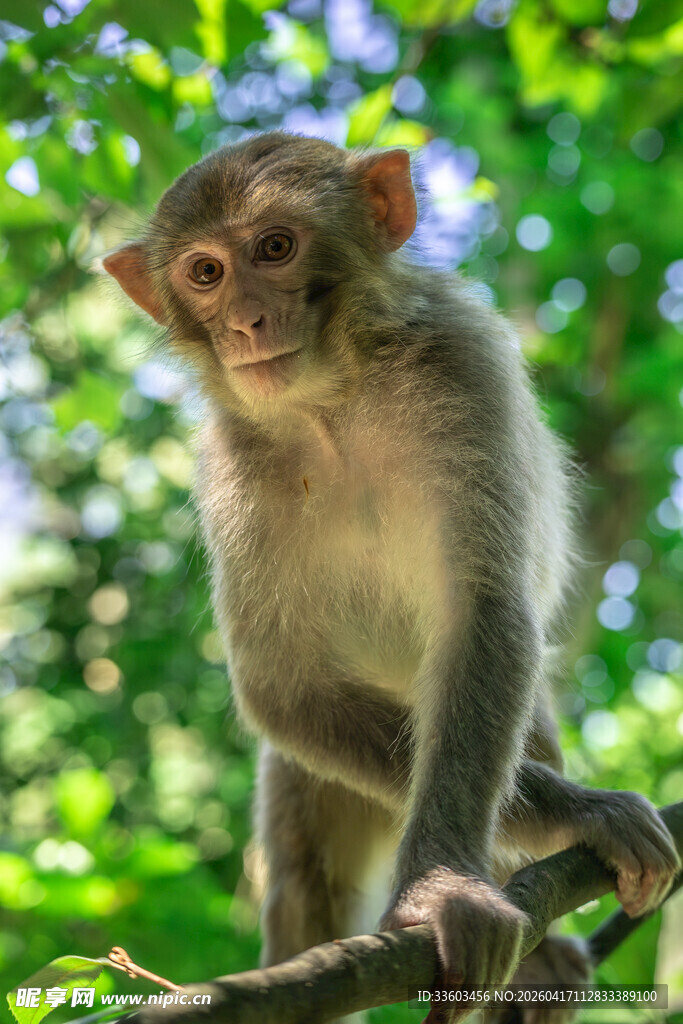 树枝上的可爱猕猴