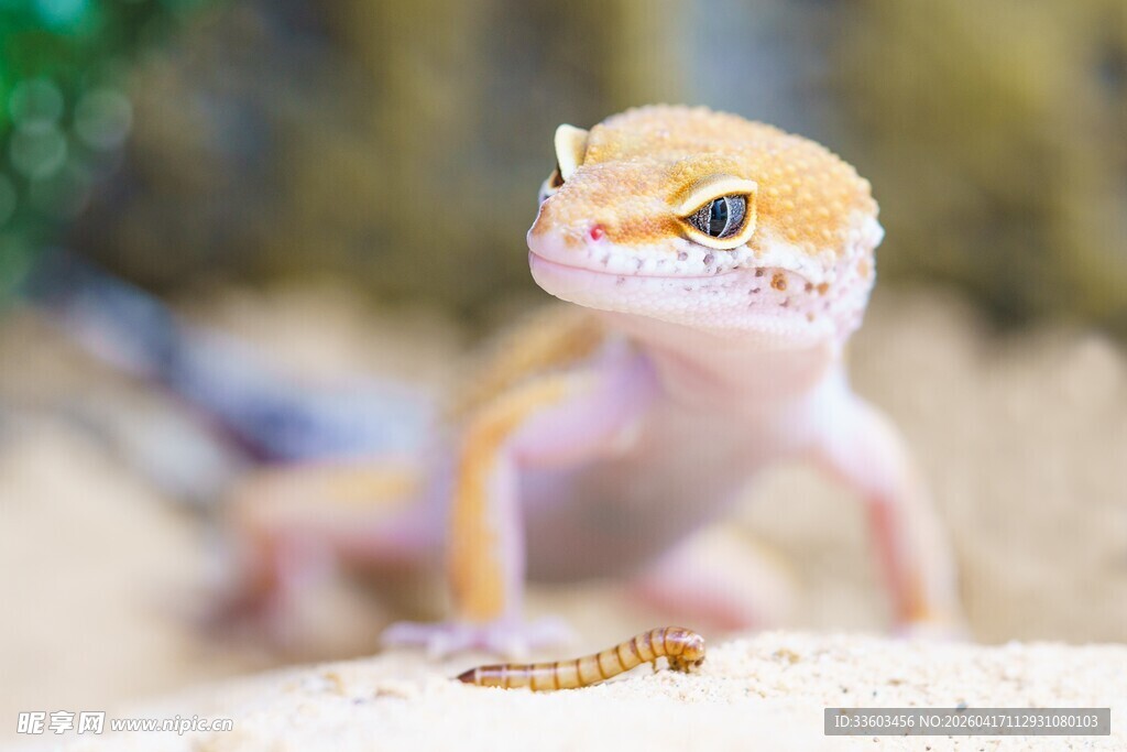 可爱豹纹守宫特写