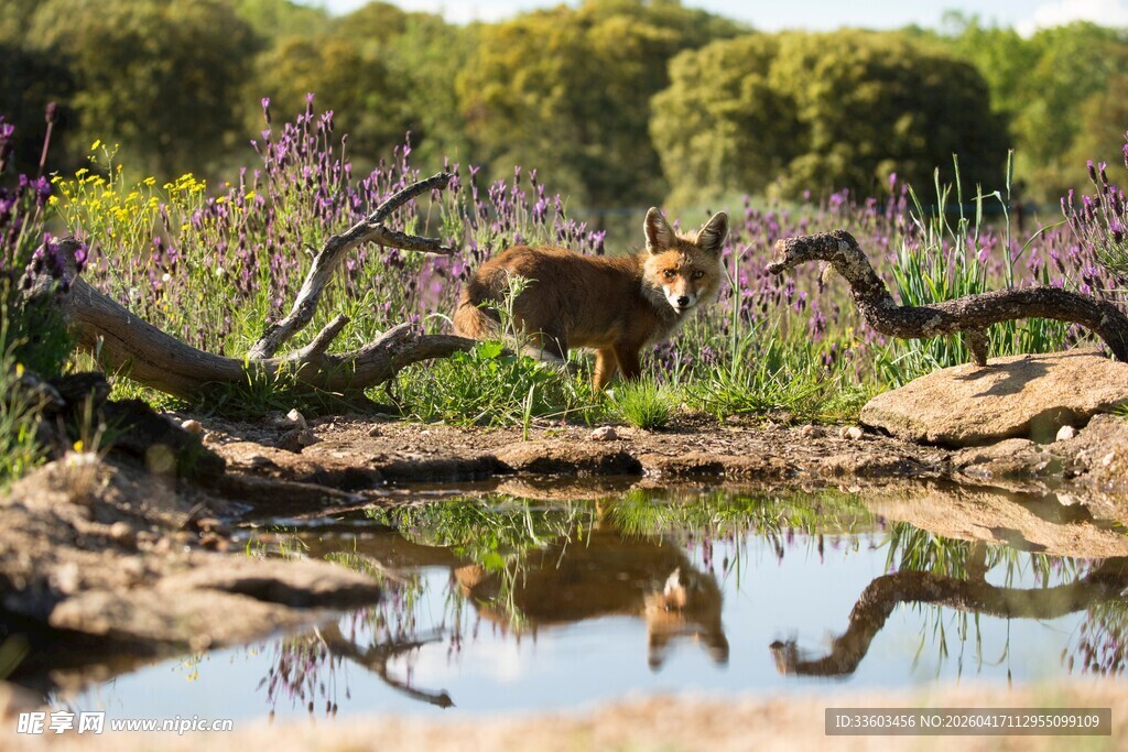 溪边休憩的羚羊