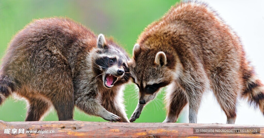 两只浣熊互动玩耍瞬间