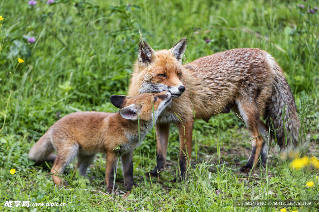 母狐与幼崽的温馨时刻