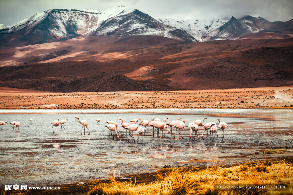 湖畔火烈鸟与壮丽雪山