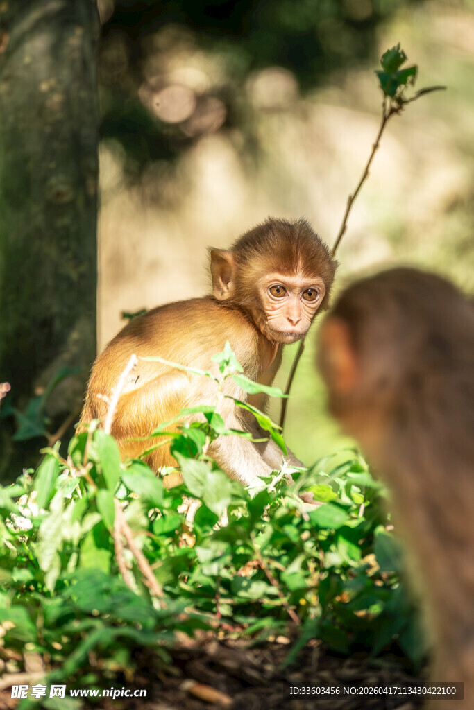 林间玩耍的小猴子