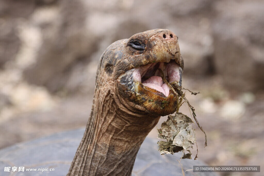 张嘴进食的乌龟