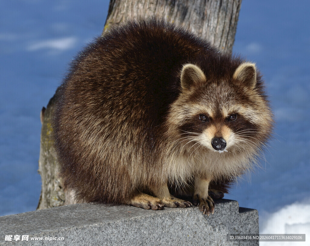 可爱小浣熊蹲坐岩石上