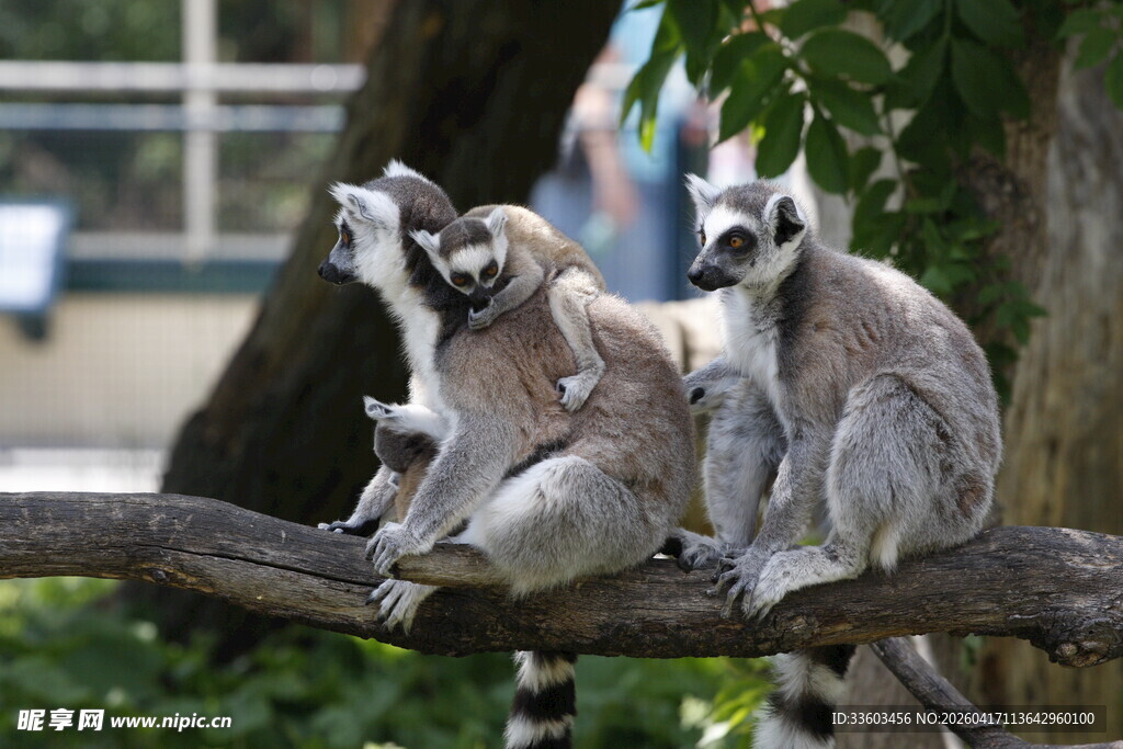 环尾狐猴栖息于树枝上