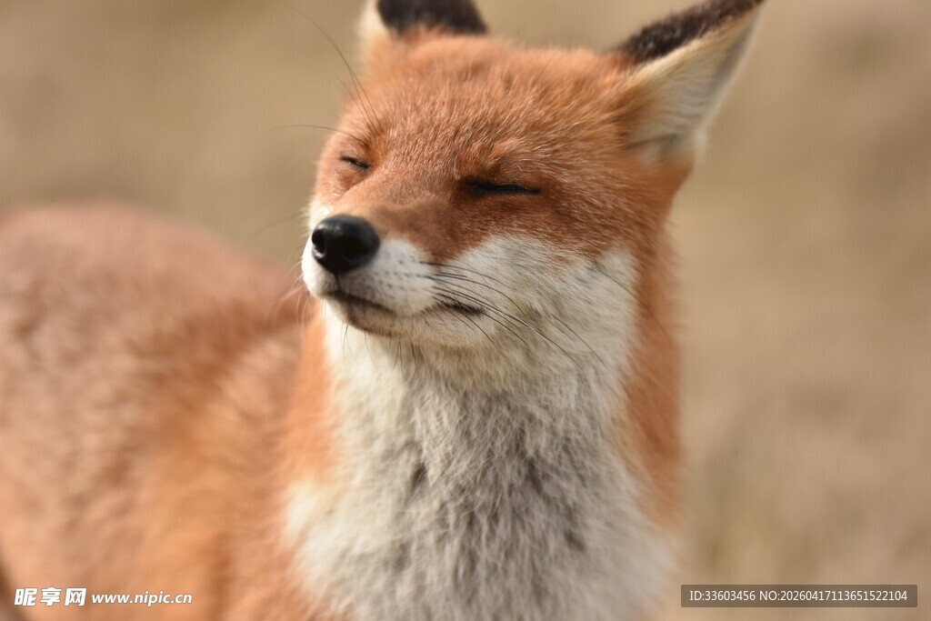 俏皮红狐闭眼露惬意神态