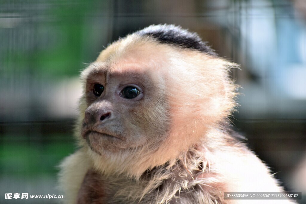 白面卷尾猴特写