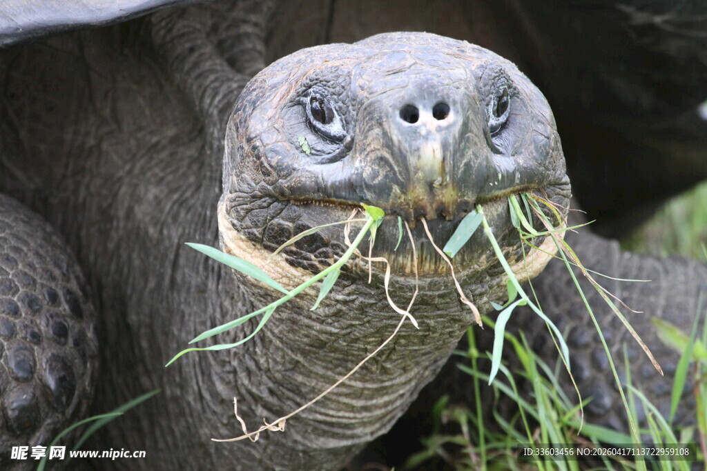 巨龟进食鲜草