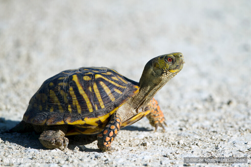 陆地上的花纹小乌龟