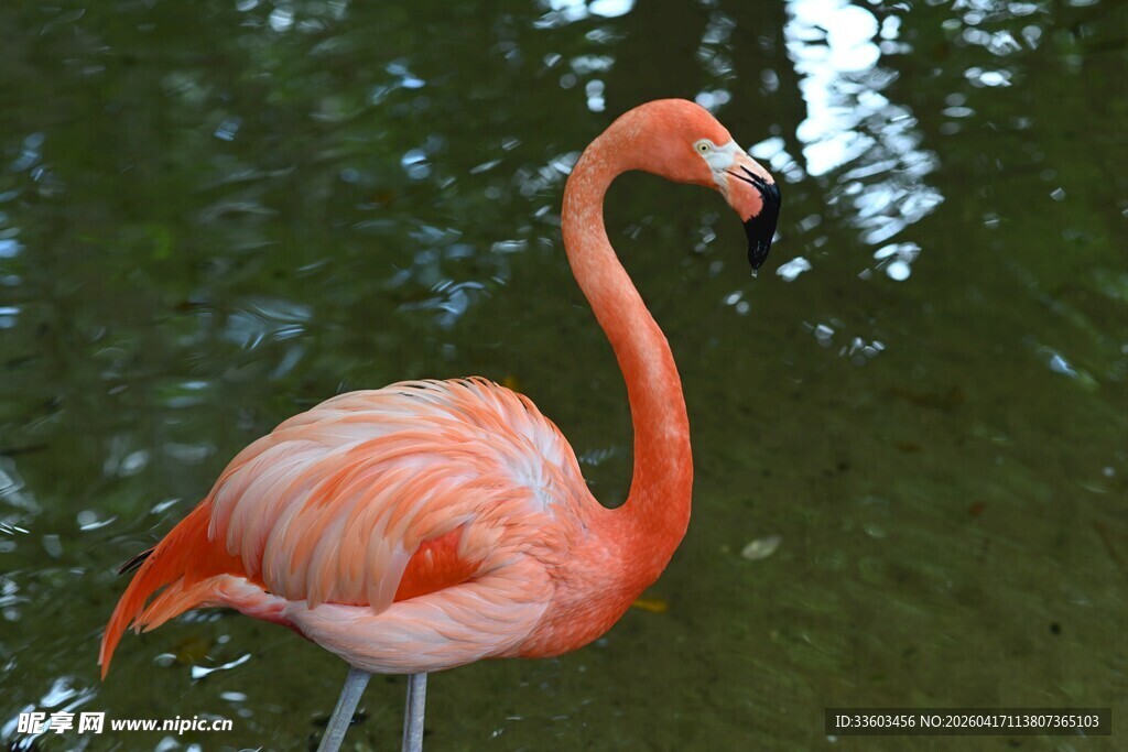 水中的粉色火烈鸟
